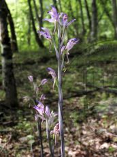 Limodorum-abortivum_соцветие